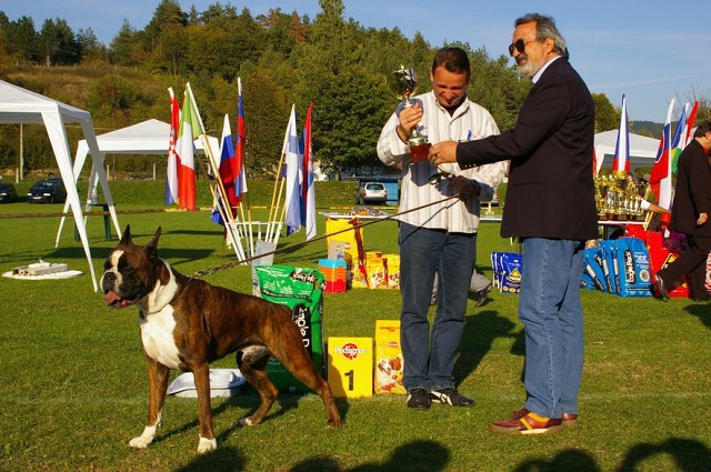 www.boxer-show.eu